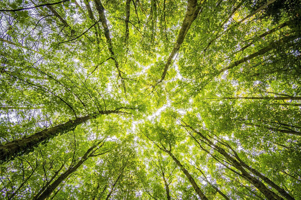 Uitzicht van onderen op bomen