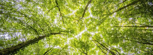 Uitzicht van onderen op bomen